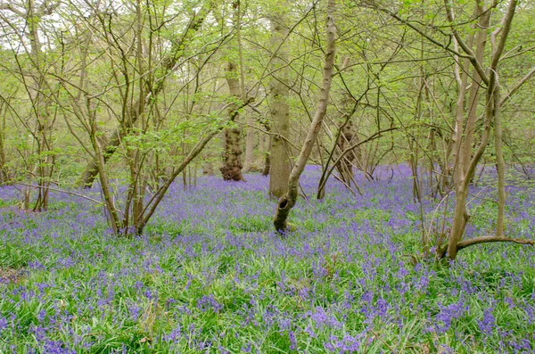 Bäume Und Blauglocken Frühling — Stockfoto