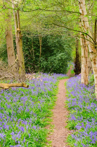 Langer Waldweg Gesäumt Von Blauglocken — Stockfoto