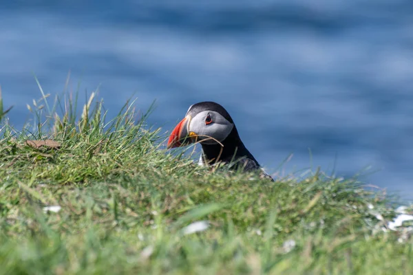 Puffin Espiando Sobre Banco Hierba —  Fotos de Stock