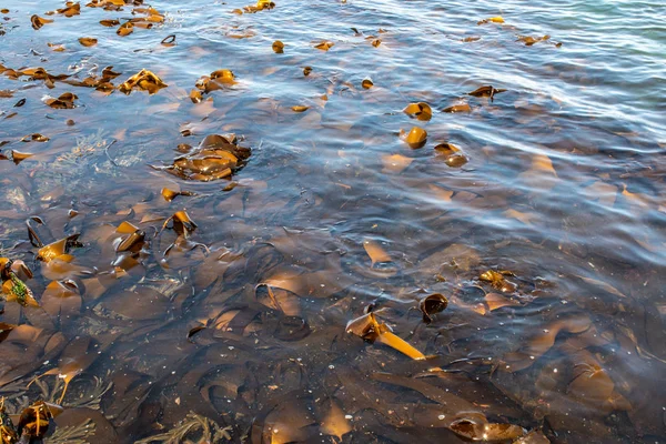 Kelp Sea Scotland Anglais Seulement — Photo