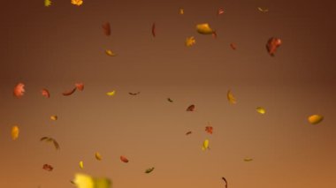 Yaprakları Alfa ile düşüyor