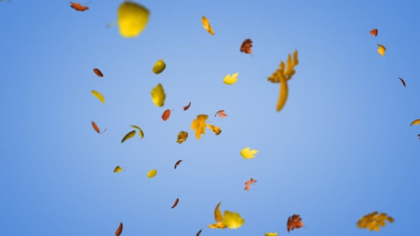 Loopable autumn leaves — Stockvideo