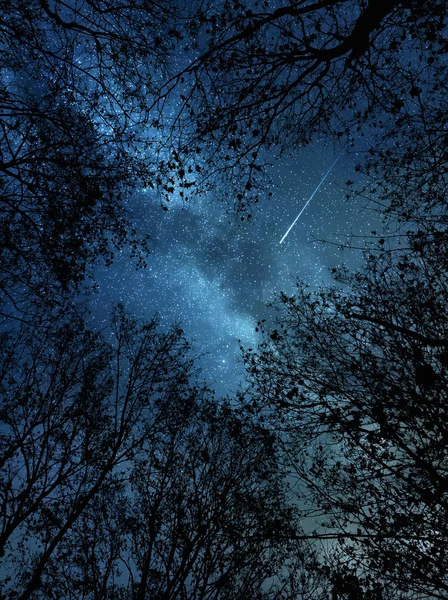 Падающая звезда над деревьями — стоковое фото