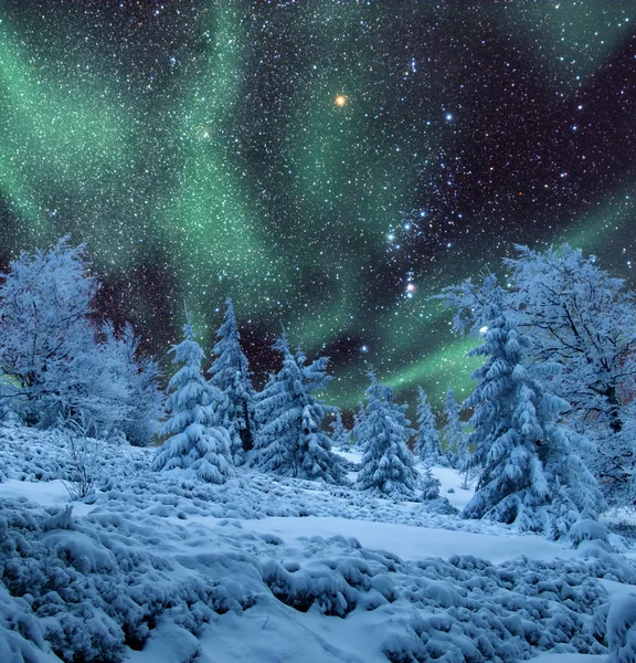 Norrsken över frusna skogen — Stockfoto