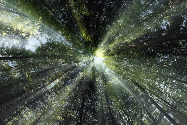 Sol brilhando através de copas de árvores — Fotografia de Stock