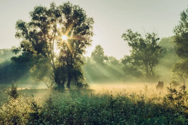 Mistige ochtend in het bos — Stockfoto
