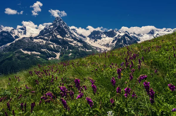 Góry i kwiaty — Zdjęcie stockowe