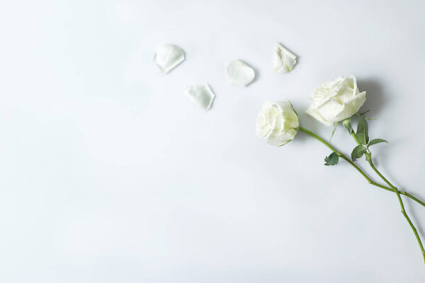 Fresh white rose flower on white background, Background copy spa