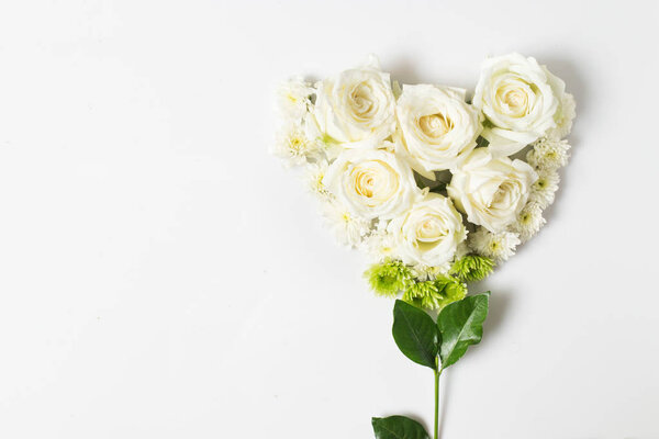 Fresh white rose flower on white background