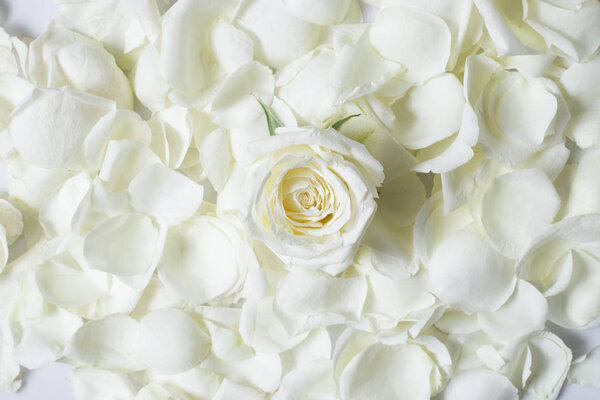 Fresh white rose flower on white rose petales