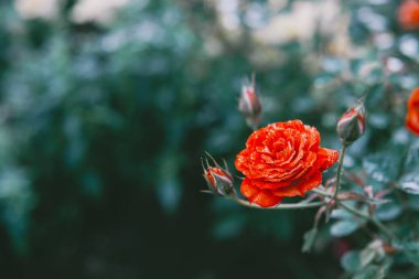 Kırmızı gül alanını kapat.