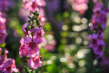 Sabah küçük mor çiçekler