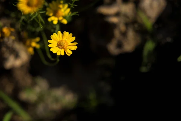 Fondo di primavera, I piccoli fiori gialli al mattino — Foto Stock
