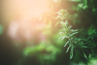 Turuncu açık renkli ışınları ile sabah çay yaprakları.