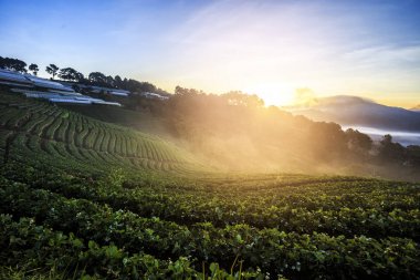 Mornning çilek alanında peyzaj.