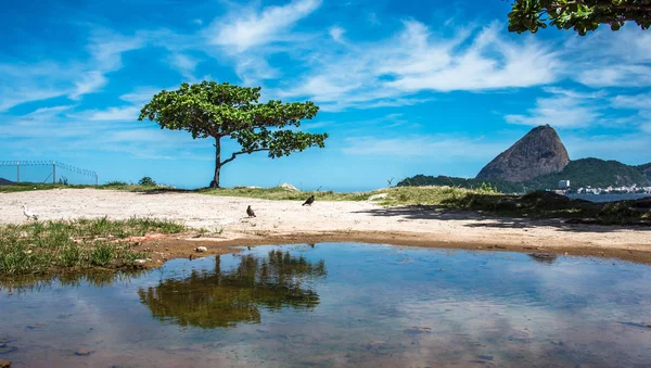 De groene boom en de baai van Guanabara op zonnige dag met Suikerbroodberg op de achtergrond, Rio De Janeiro, Brazilië — Stockfoto