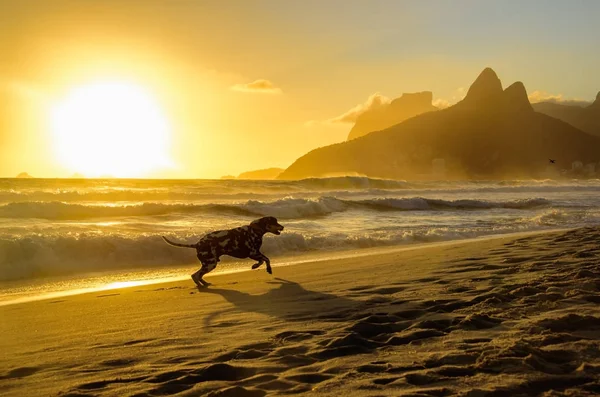 Dalmatische hond draait aan de rand van de Atlantische Oceaan op de achtergrond van de prachtige gouden zonsondergang op Ipanema beach — Stockfoto