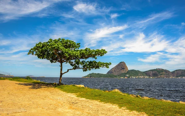 Lonely groene boom en de baai van Guanabara permanent op zonnige dag met Suikerbroodberg op de achtergrond, Rio de Janeiro — Stockfoto