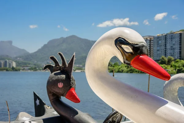 Köpfe weißer und schwarzer Schwäne Tretboote mit verschwommener Rodrigo de freitas Lagune im Hintergrund, Lagunenviertel — Stockfoto
