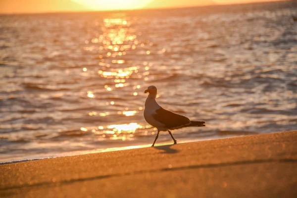 Yürüme, yükselen güneş ve su Praia Vermelha, solar yol martı