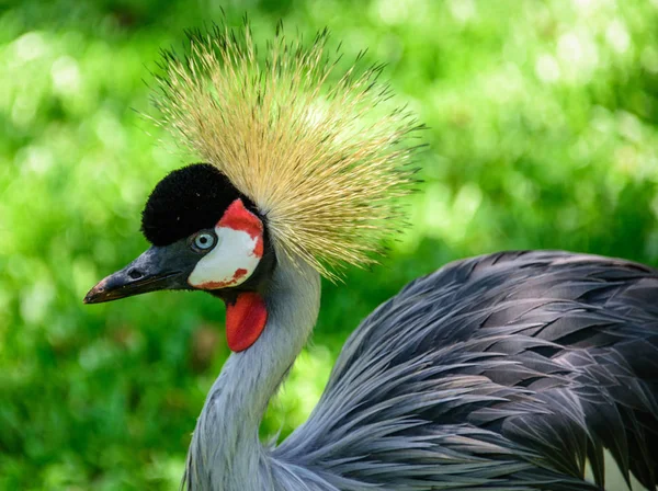 O guindaste coroado cinza no fundo da grama verde no Parque Nacional do Iguaçu — Fotografia de Stock