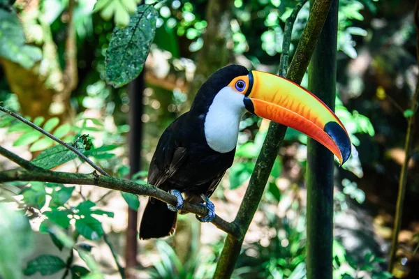 The Toco Toucan sitting on the branch of the tree in Iguacu National Park of the Iguazu Falls — Stock Photo, Image