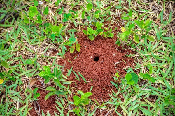 Маленький муравейник с отверстием на земле с маленькими растениями и зеленой травой вокруг него — стоковое фото