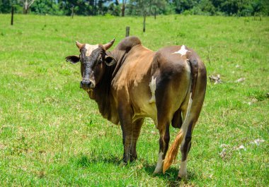 Yeşil çayır ortasında duran, çim çiğneme ve kameraya bakarak Brahman inek