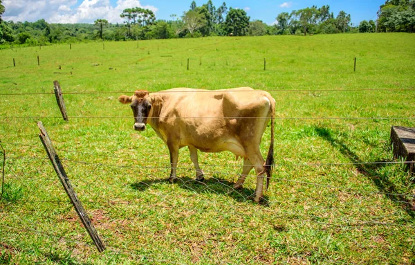 Jersey vaca pastando en hierba verde y mirando a la cámara a través de la valla derribada — Foto de Stock