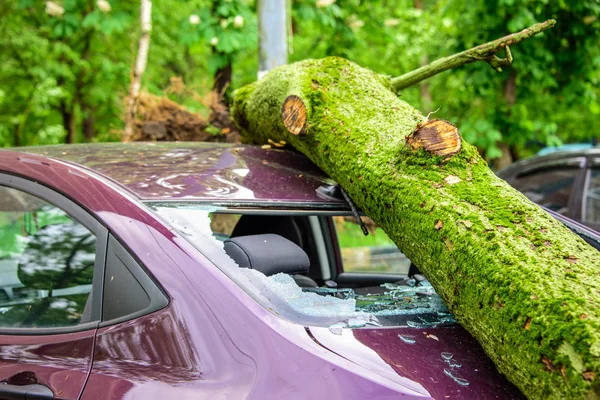 Gigantic fallen tree crushed parked car as a result of the severe hurricane winds in one of courtyards of Moscow — Stock Photo, Image