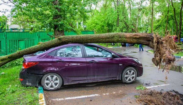 Γιγάντιο δέντρο ανέτρεψαν με θρυμματισμένο παρκαρισμένο αυτοκίνητο τεράστια ρίζες ως αποτέλεσμα σοβαρή τυφώνα ανέμων σε μία από τις αυλές της Μόσχας — Φωτογραφία Αρχείου