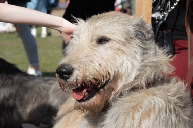 Nefes nefese kalan İrlandalı Kurt Köpeği 'nin başı yaklaştı.