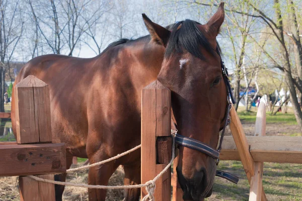 Nahaufnahme des braunen Pferdes mit weißem Fleck auf der Stirn und schwarzem m — Stockfoto