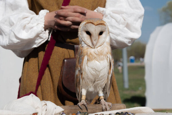 Male of the barn owl sitting on the wood stick on the background