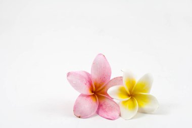 Frangipani beyaz zemin üzerine