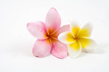 Frangipani beyaz zemin üzerine