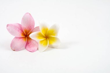 Frangipani beyaz zemin üzerine