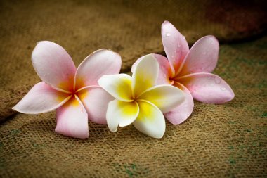 Frangipani çul üzerinde