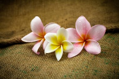 Frangipani çul üzerinde