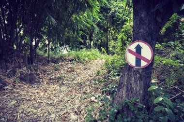 Ağaç üzerinde düz iz yok