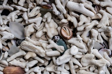 Deniz kabuğu arka plan 