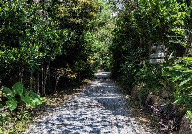 Yol boyunca ağaç ile sokak 