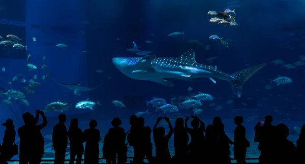 Een walvis haaien zwemmen langs grote tank met toeristische — Stockfoto