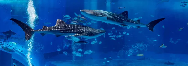 Dwa pływać Rekin wielorybi na przeciwnej stronie — Zdjęcie stockowe