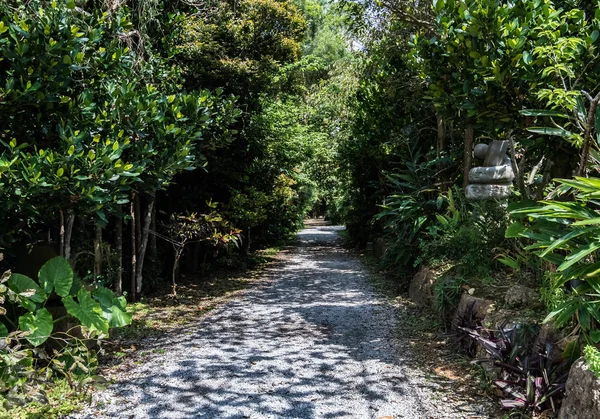 Calle con árbol a lo largo del camino — Foto de Stock