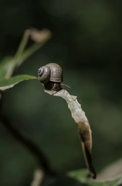 Pequeno caracol rastejar na folha marrom — Fotografia de Stock