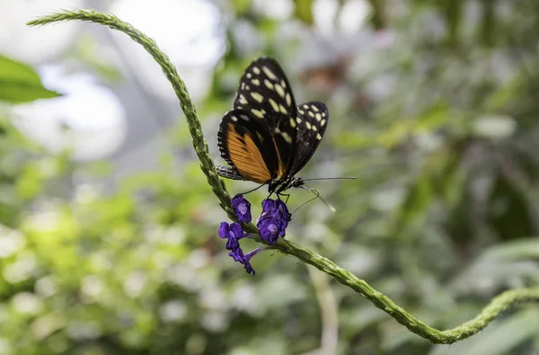 Gyönyörű Pillangó Felett Lila Virág — Stock Fotó