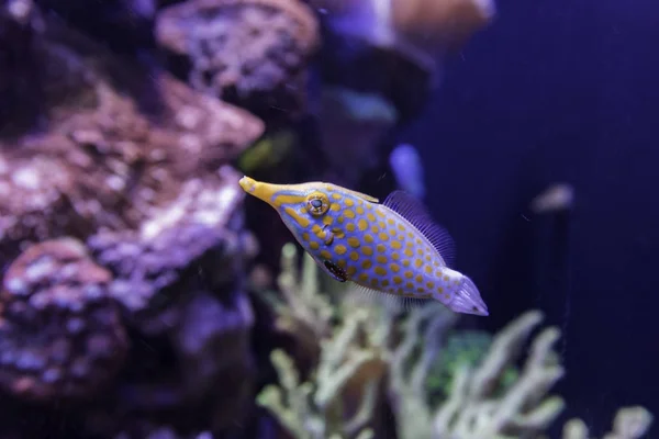 Small fish with orange dot on body