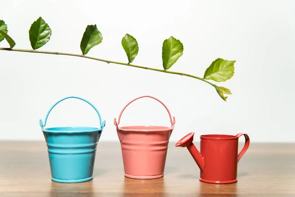 Three Buckets Water Green Leaf — Stock Photo, Image