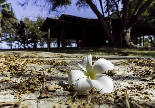 Jeden Biały Kwiat Plumeria Ziemi Dzień Słońca Pobliżu Domu — Zdjęcie stockowe